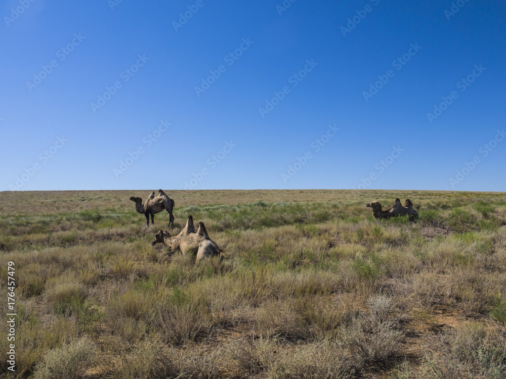 A herd of wild two-humped camels feed on grass