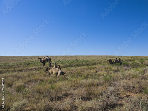 A herd of wild two-humped camels feed on grass © warrior10