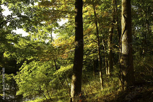 Sunset light through Fall forest