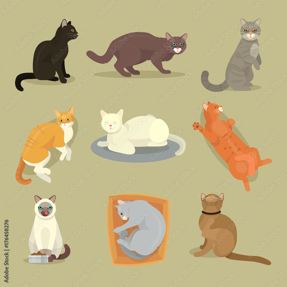 Different cat breeds cute kitty pet cartoon cute animal cattish character set catlike illustration