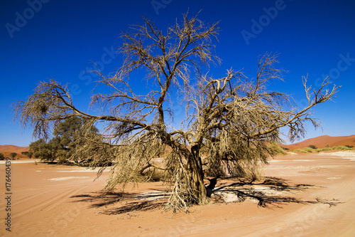 Albero nel deserto © Mik76