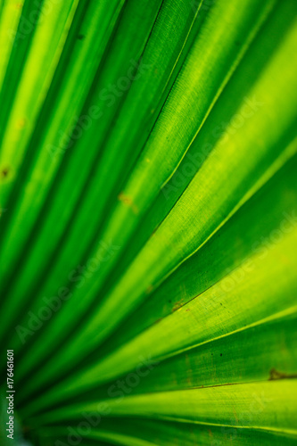 Palm leaf 