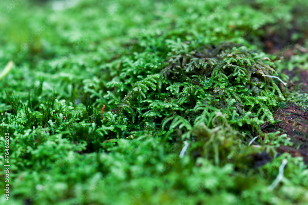Close Up Green Moss Close Up Green Moss