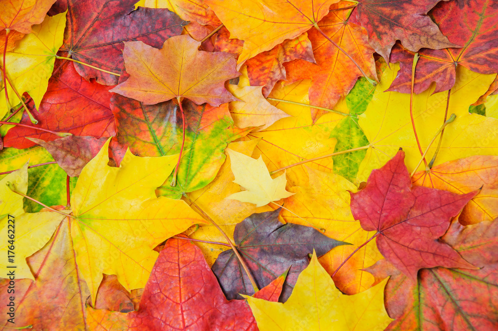 A pile of colorful autumn maple leaves A pile of colorful autumn maple leaves