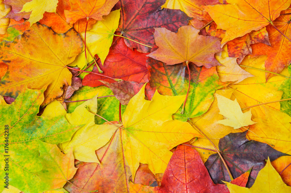 A pile of colorful autumn maple leaves A pile of colorful autumn maple leaves