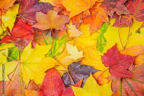 A pile of colorful autumn maple leaves