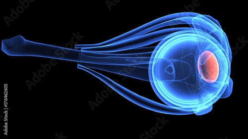 3d illustration of human body eye anatomy