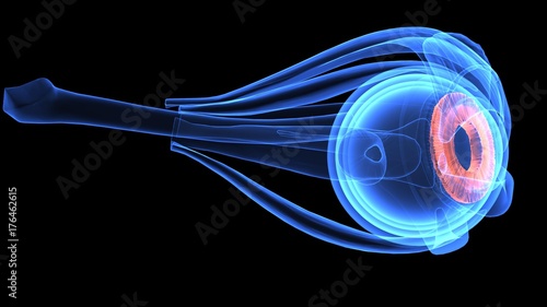 3d illustration of human body eye anatomy photo