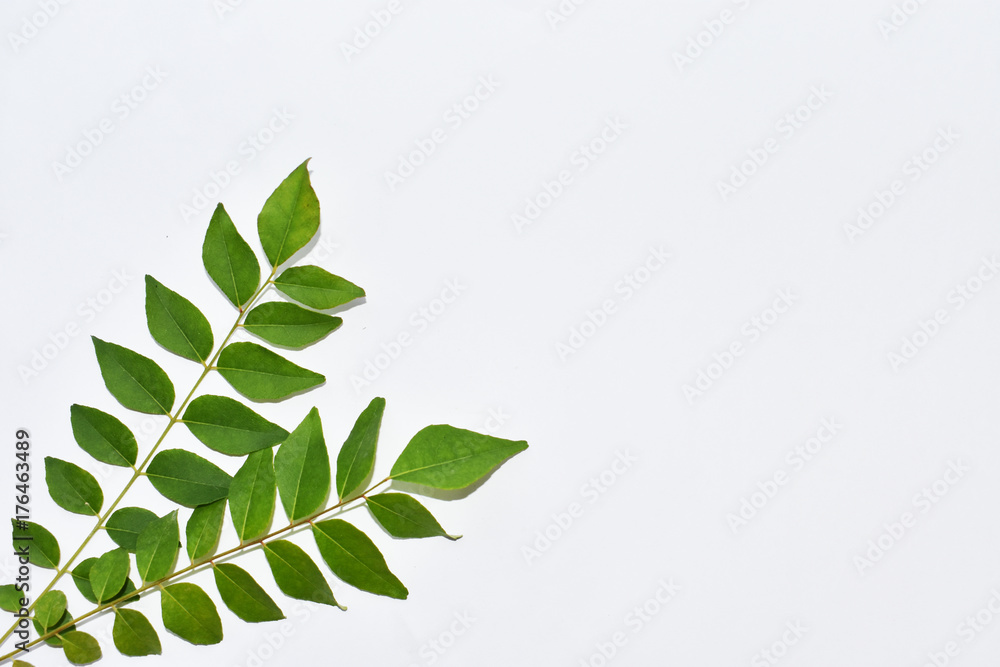 Bunch of curry leaves on white background isolated Bunch of curry leaves on white background isolated