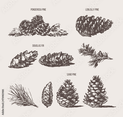 Set pine cones design elements drawn vector sketch photo