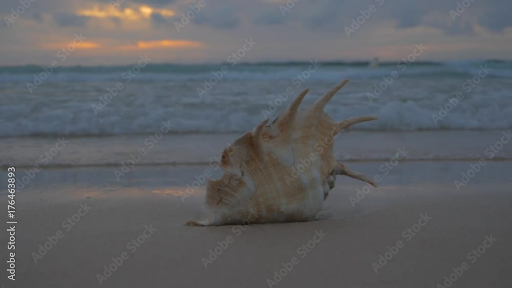 Sea shell on beach sand with slow motion waves incoming Sea shell on beach sand with slow motion waves incoming