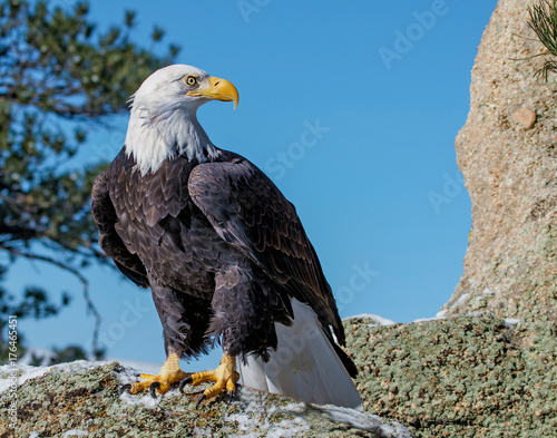 Bald Eagle on Moss Rock
