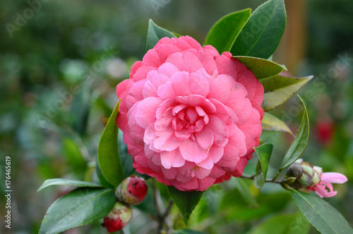 Leinwand Poster Camellia japonica