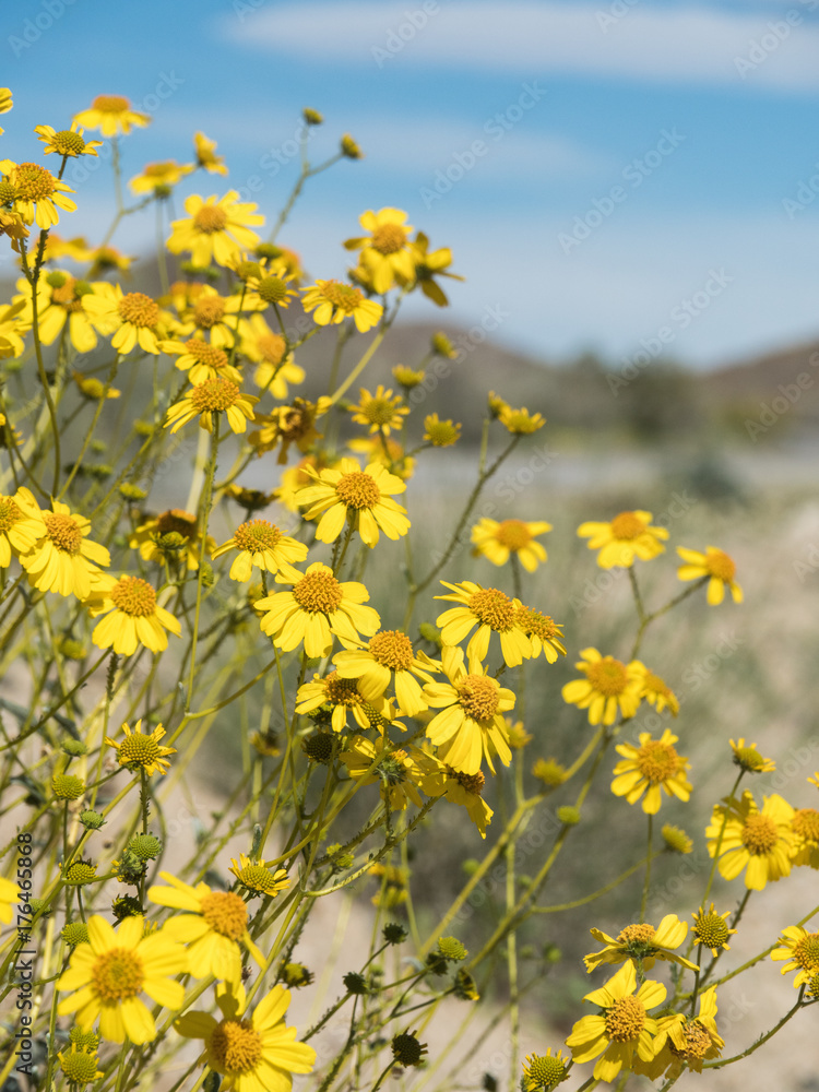 Yellow desert flowers at Joshua Tree National Park, California, USA Yellow desert flowers at Joshua Tree National Park, California, USA
