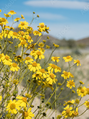 Yellow desert flowers at Joshua Tree National Park, California, USA