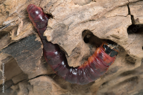 Goat moth, Cossus cossus larva on wood photo