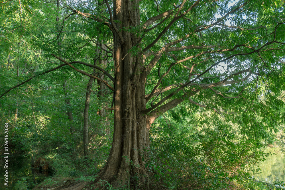 東京　石神井公園のメタセコイア