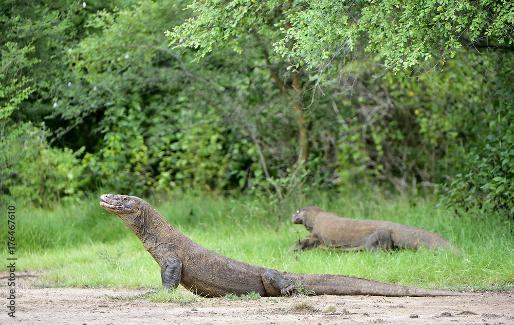 Portrait of the Komodo dragon ( Varanus komodoensis ) is the biggest living lizard in the world. On island Rinca. Indonesia. Portrait of the Komodo dragon ( Varanus komodoensis ) is the biggest living lizard in the world. On island Rinca. Indonesia.
