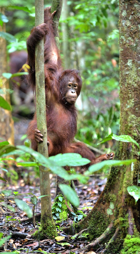 Great Ape on the tree. Central Bornean orangutan  in natural habitat. Wild nature in Tropical Rainforest of Borneo.