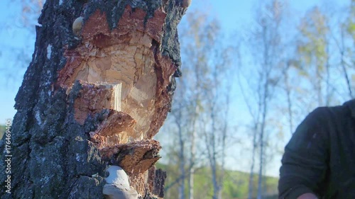 Close up axe in strong hands lumberjack. Woodcutter cuts tree in forest. Wooden chips fly apart. Concept of industry and forestry. Blurred background photo