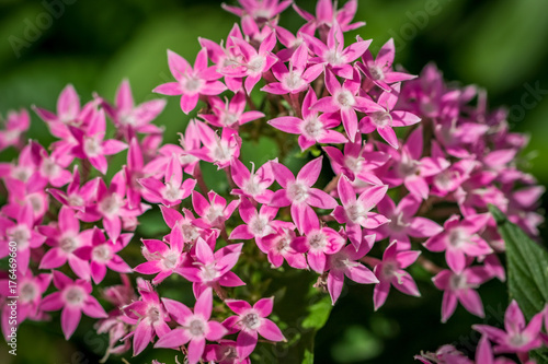 Wallpaper Mural Pink Flowers Torontodigital.ca