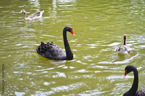 Photography Black Swan, Shanghai zoo