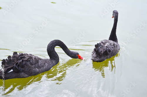 Photography Black Swan, Shanghai zoo