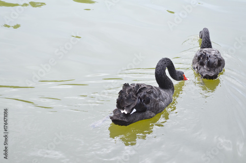 Photography Black Swan, Shanghai zoo