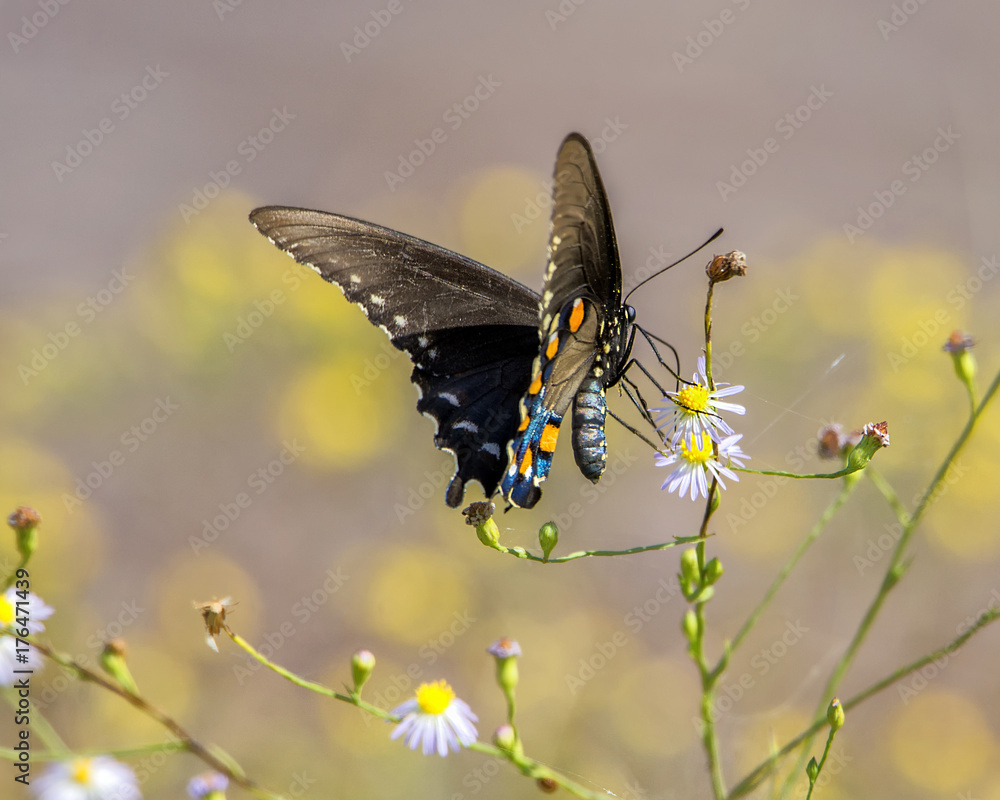 Naklejka premium Spicebrush swallowtail butterfly