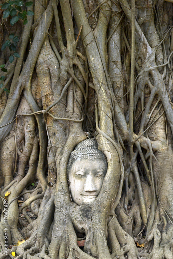 Probably the icon of Ayutthaya Historical Park. The head of Buddha that trapped in a tree