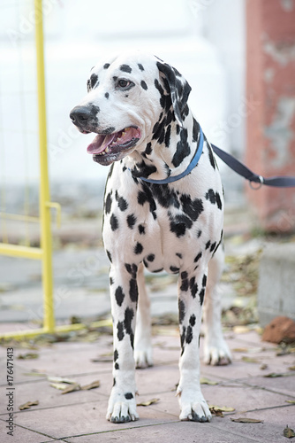 Dog breed Dalmatian standing looking to the side