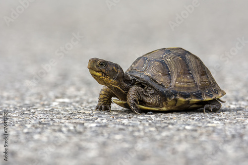 little box turtle