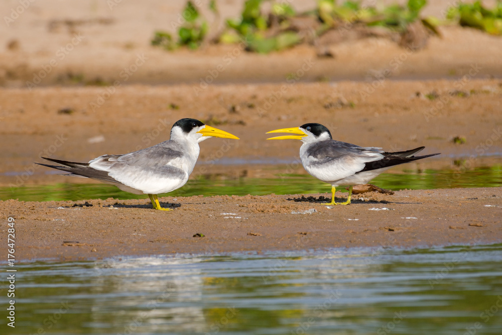 Fototapeta premium Casal de Trinta-réis-grande (Phaetusa simplex) na beira do Rio Cuiabá, Pantanal Norte.