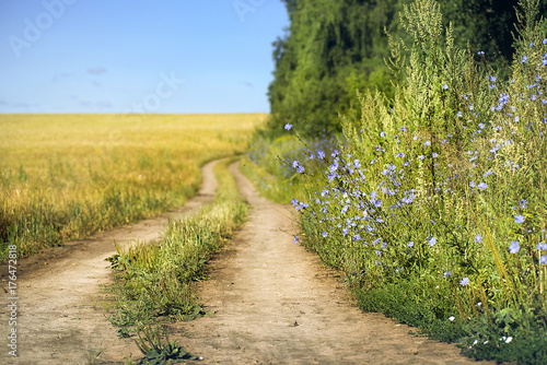 Road between field and forest on a bright Sunny day photo