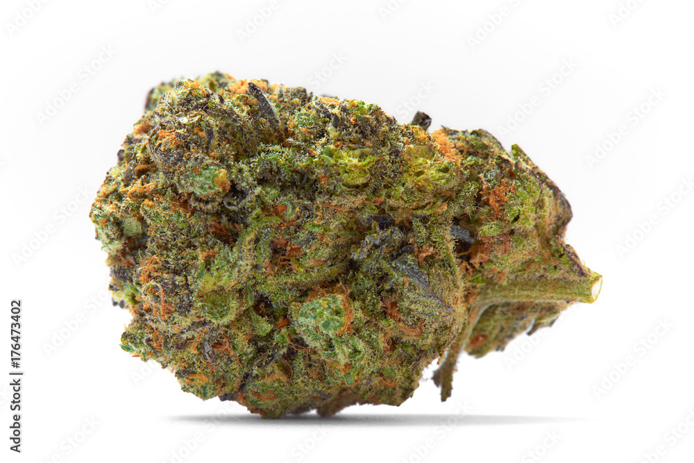 Close up of prescription medical marijuana strain flower Gelato isolated on white background Close up of prescription medical marijuana strain flower Gelato isolated on white background