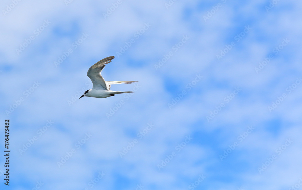 Fototapeta premium seagull flying in beautiful sky