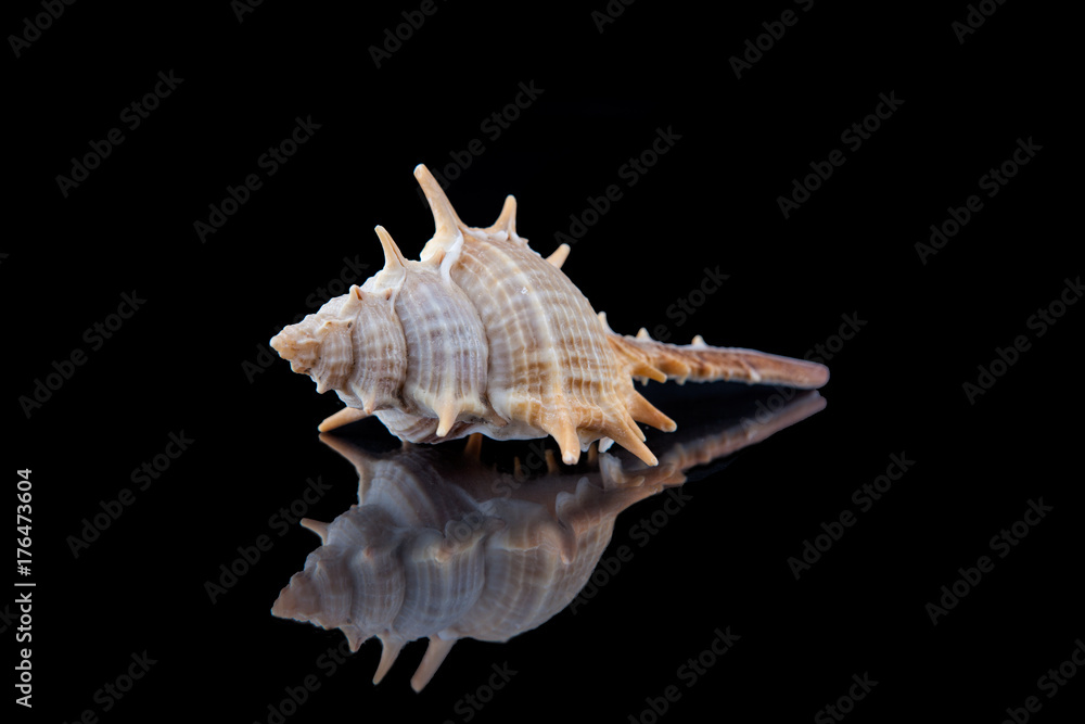 Close-up seashell with reflection on black background . Close-up seashell with reflection on black background .