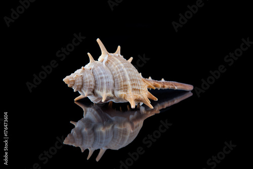 Close-up seashell with reflection on black background .