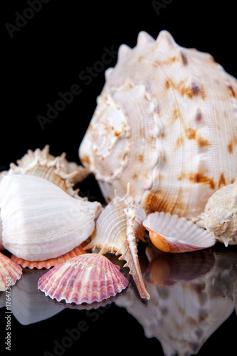 Sea shells conch isolated on black background .