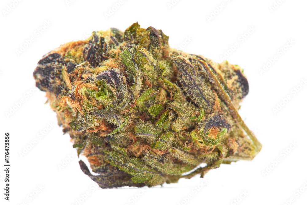 Close up of prescription medical marijuana strain flower Gelato isolated on white background Close up of prescription medical marijuana strain flower Gelato isolated on white background