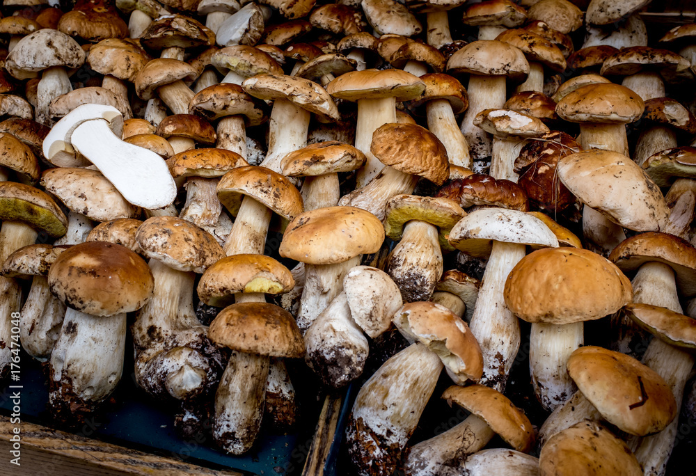 Fototapeta premium Fresh Mushrooms in Market