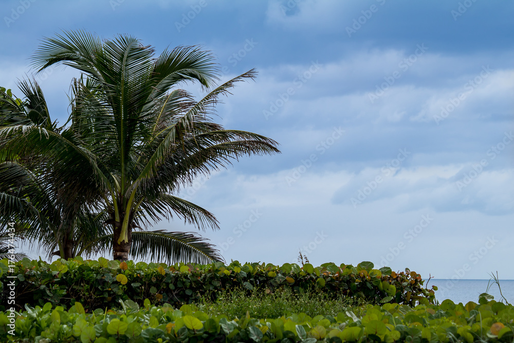 Palm Tree and Green Bushes With Clouds in the Sky
