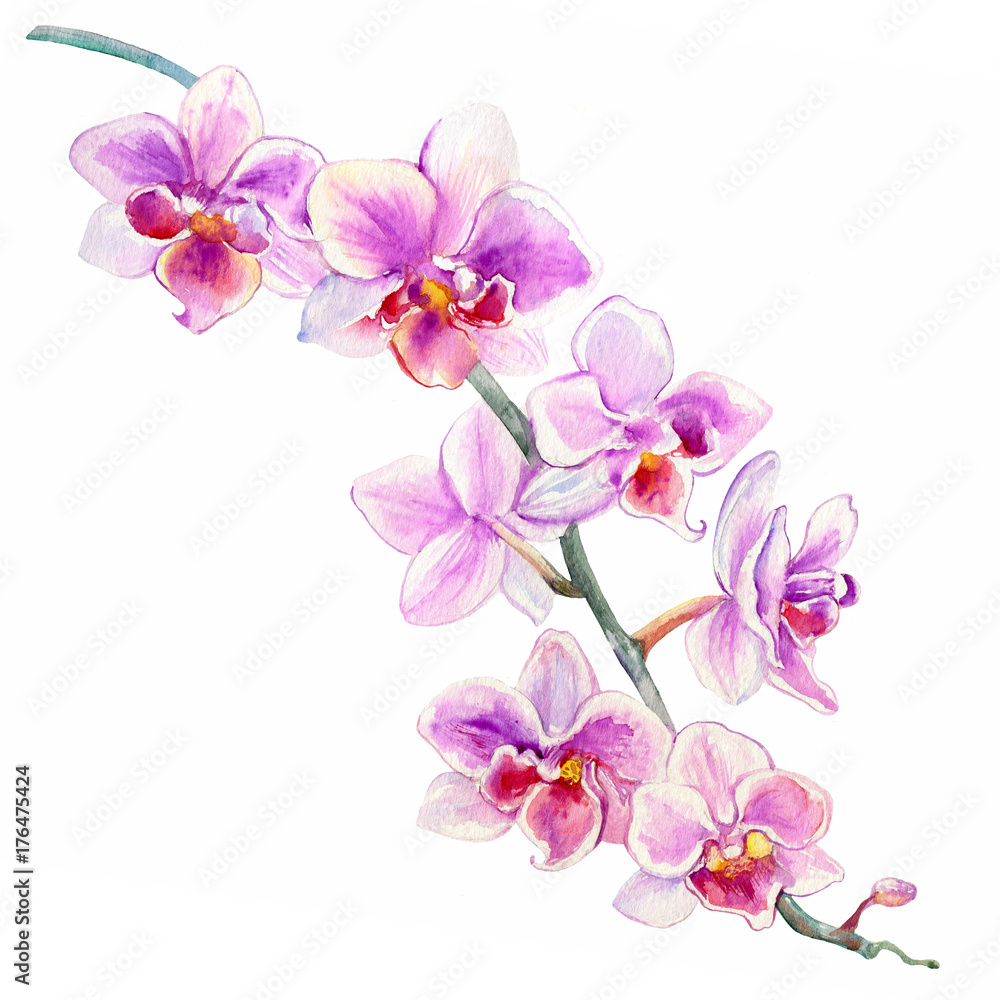 Orchid flowers watercolor hand drawn botanical illustration isolated on white background for design pattern, package cosmetic, greeting card, wedding invitation, florist shop, printing, beauty salon