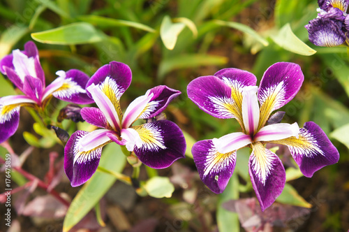 Fototapeta Naklejka Na Ścianę i Meble -  Iris versicolor purple, white and yellow flowers 