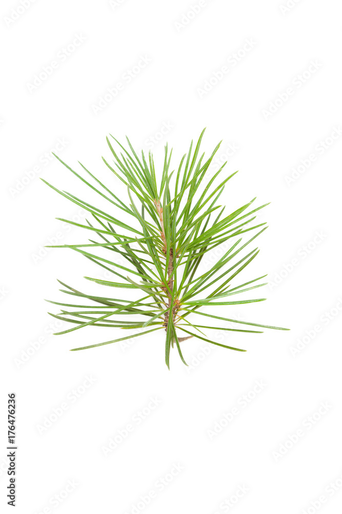 Green leaf Green leaf