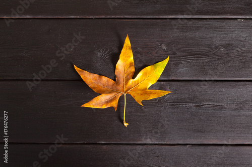 Obraz na plátně Autumn leaves
