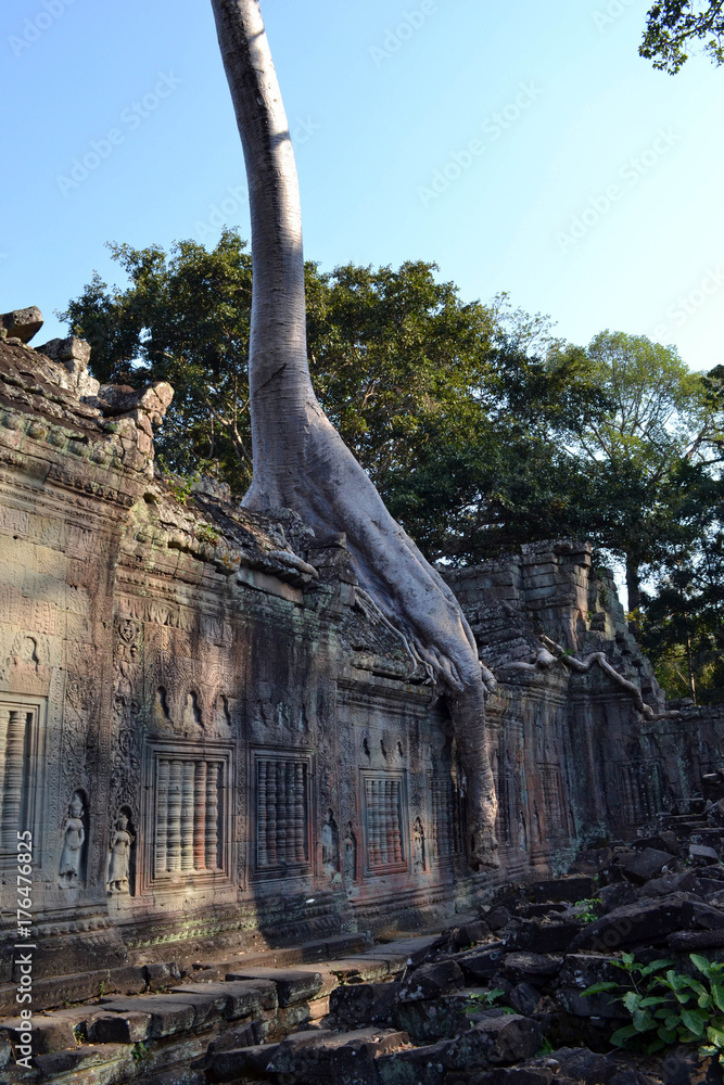 The temple and trees in Angkor Wat, Cambodia