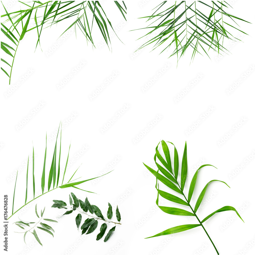 Fototapeta premium Leaves on white background