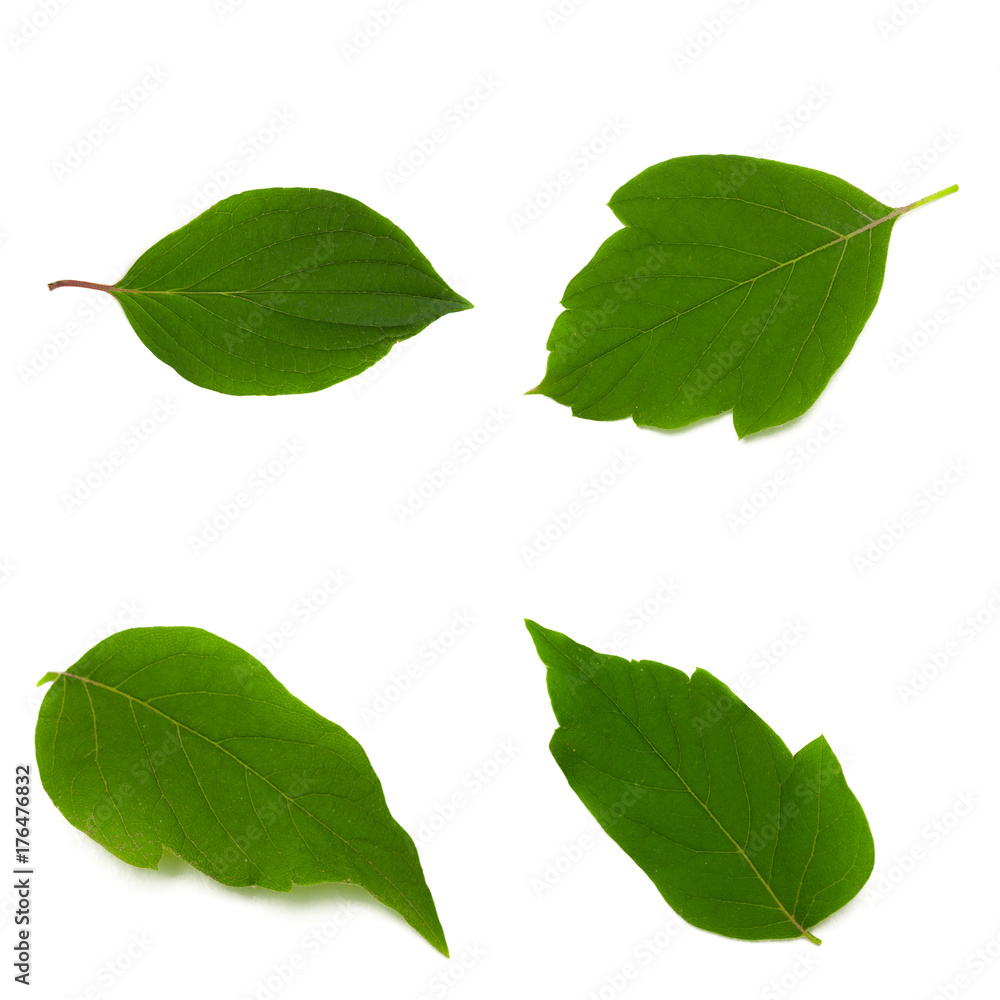 Fototapeta premium Nature background. Set