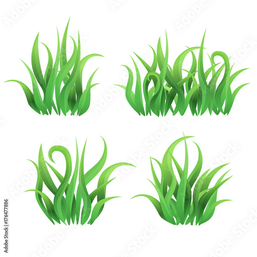 Vector grass butches on white background / Green curly grass collected in butches
